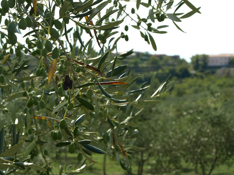 gdje kupiti dobro maslinovo ulje u Istri?